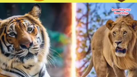 Lion vs Tiger _ tiger vs lion _ 1 tiger vs 3 lion _animals _fight _shorts