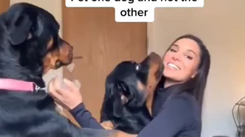 Dog funny videos🤣😂 || cute dog || Dog recation ||#shorts