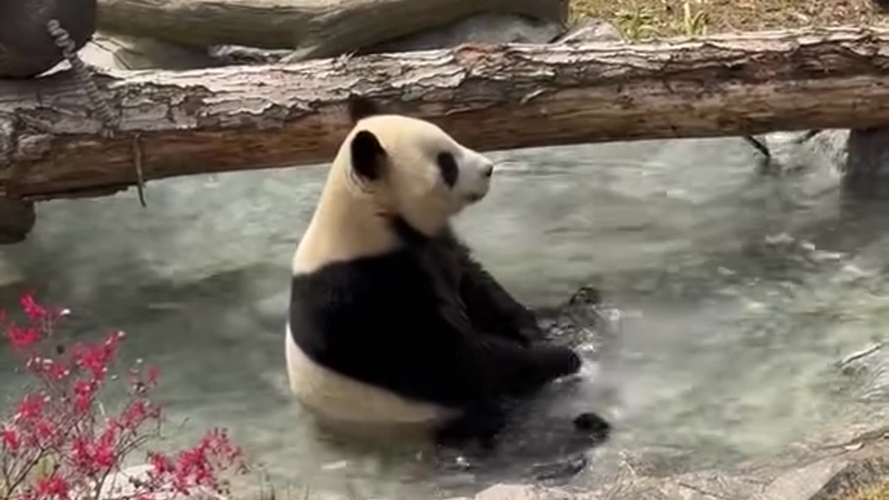 Panda playing with water