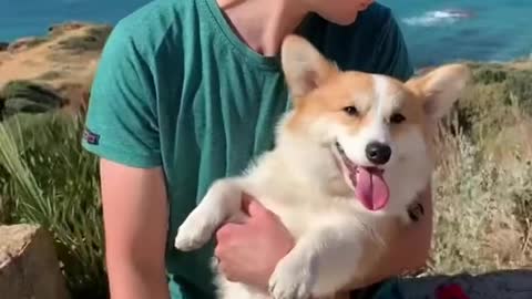 If you’re watching this, it’s a sign to cuddle your dog 🥰 #corgi