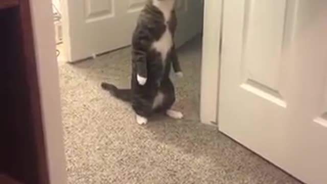 very funny cat takes a look