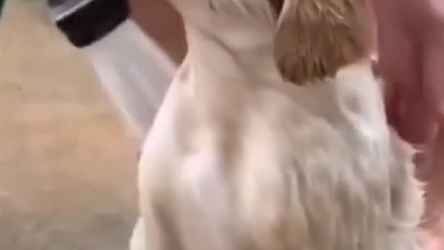 cute puppy enjoys taking a shower!