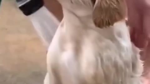 cute puppy enjoys taking a shower!