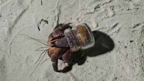 Funny crab 😁
