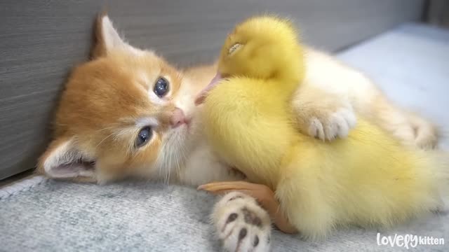 Kitten and little duck The cutest couple you've ever seen