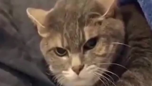 I Dare you not to laugh FUNNY VIDEO | SURPRISED CAT #shorts