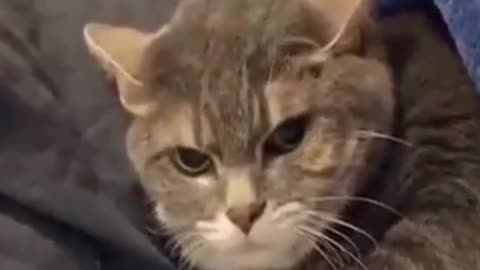 I Dare you not to laugh FUNNY VIDEO | SURPRISED CAT #shorts