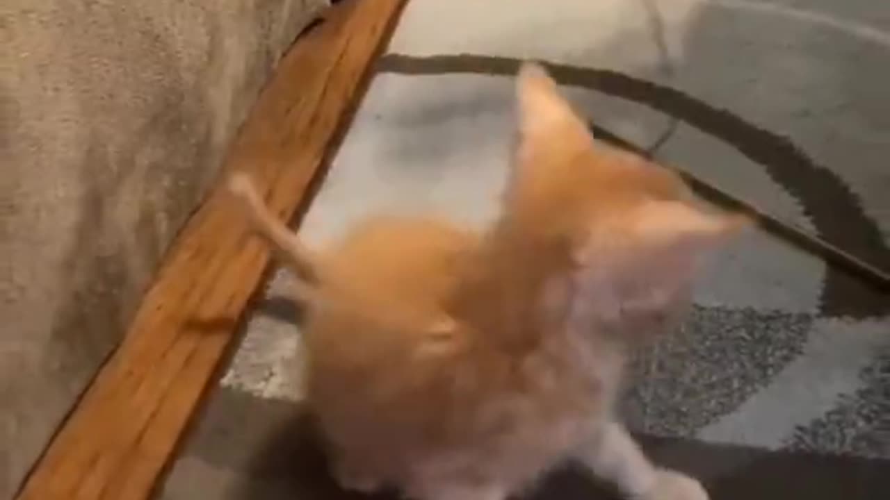 cute cat funny dance 😂 🤣 🤣