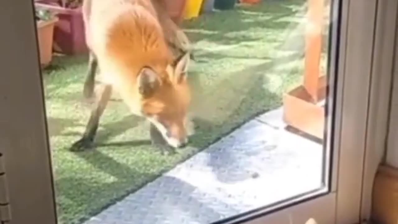 funny cat poor fox #funnyanimalvideo