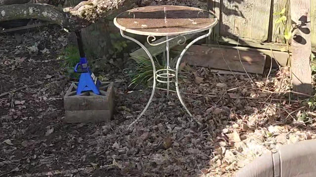 How to: Squirrel Feeding - Mr Banana Grabber is just a Chill Guy