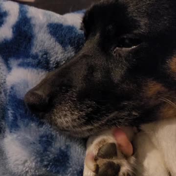 When you say your dogs favorite words