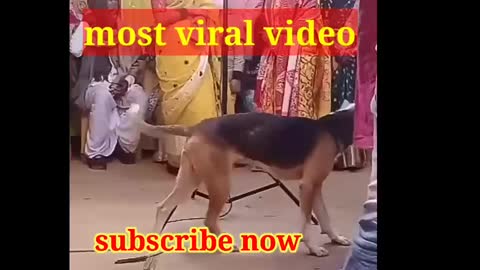 Dogs dancing in marriage party