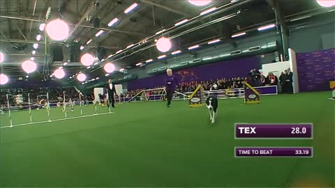 Watch how Border Collie Won the Masters Agility Championship