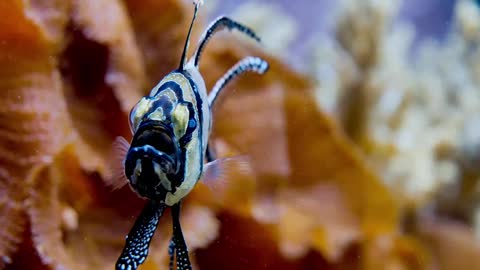 Peixe Agua Mar Embaixo Da Agua Oceano Animal