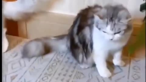 Funny cat video in house