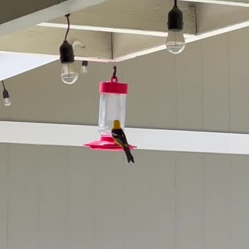 Just a couple of cardinals.