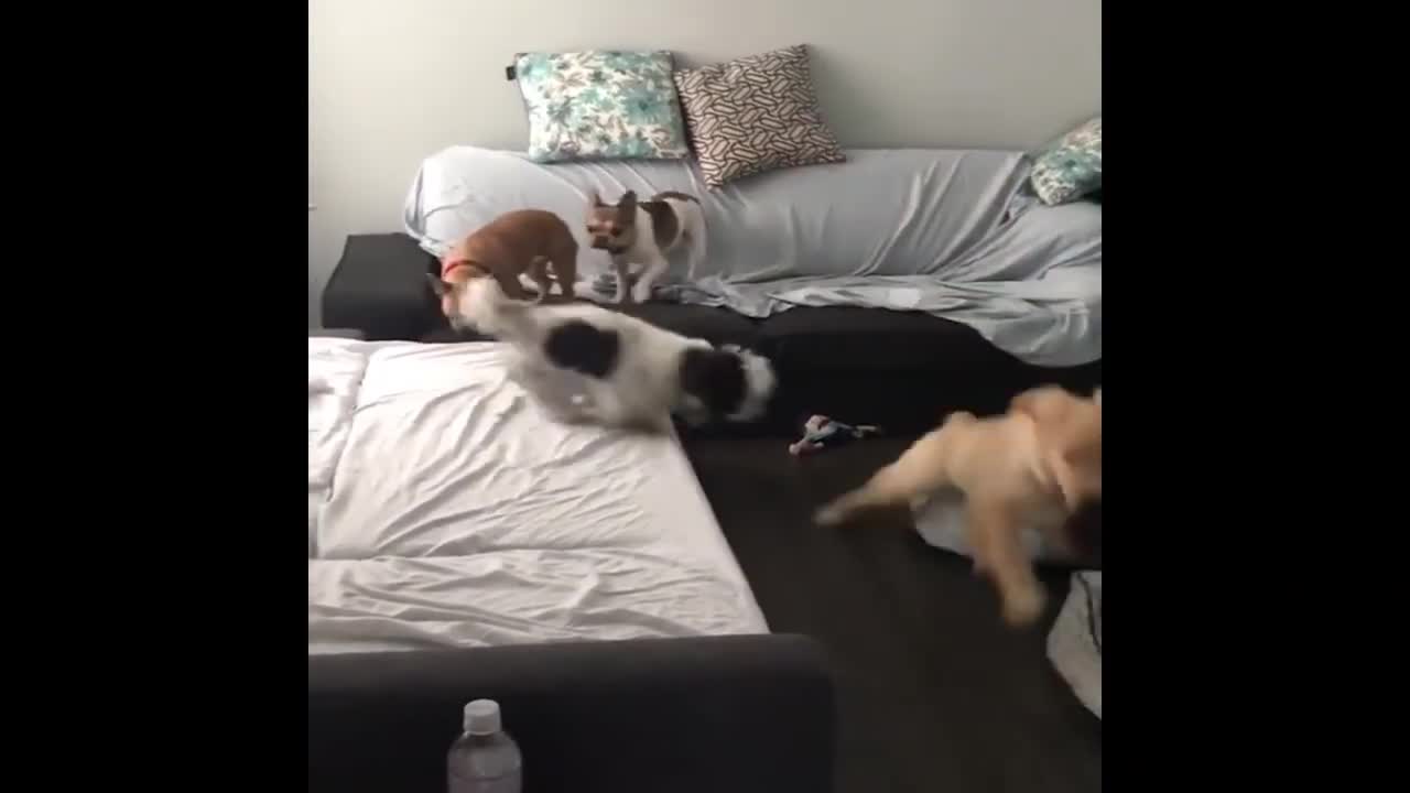baby dogs funny moments