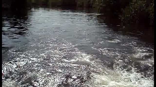 River Dolphins Show Tourists a Good Time