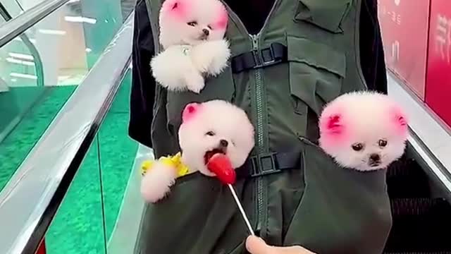 #The_Loveliest_Animals cute baby dogs, cute puppies,dog video, cite puppy , puppy videos