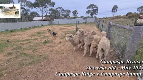 Campaspe Bruiser - Campaspe Ridge x Campaspe Sammy - 20 weeks old