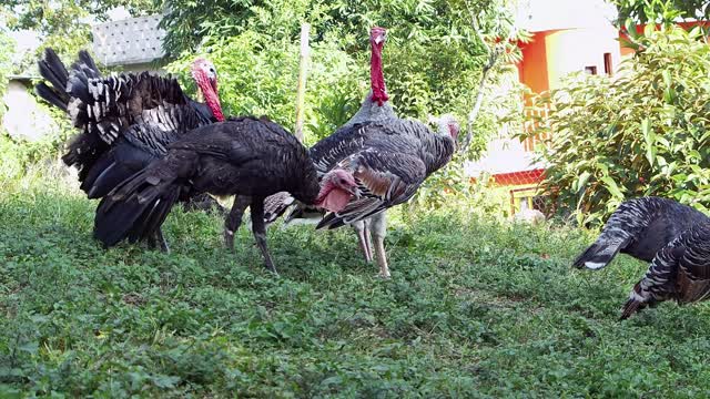 Group Of Turkeys In A Little Farm