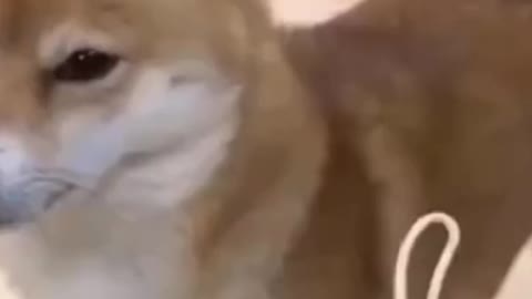 Funny video about cats