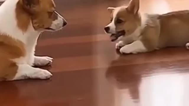 Super Cute Dog! Cute and Funny Dog Video