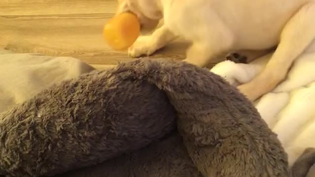 White puppy on ground playing with toy