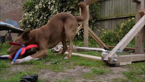 Best Trained and& Disciplined Dogs