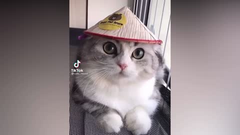 Funny Kitten being cute #2...