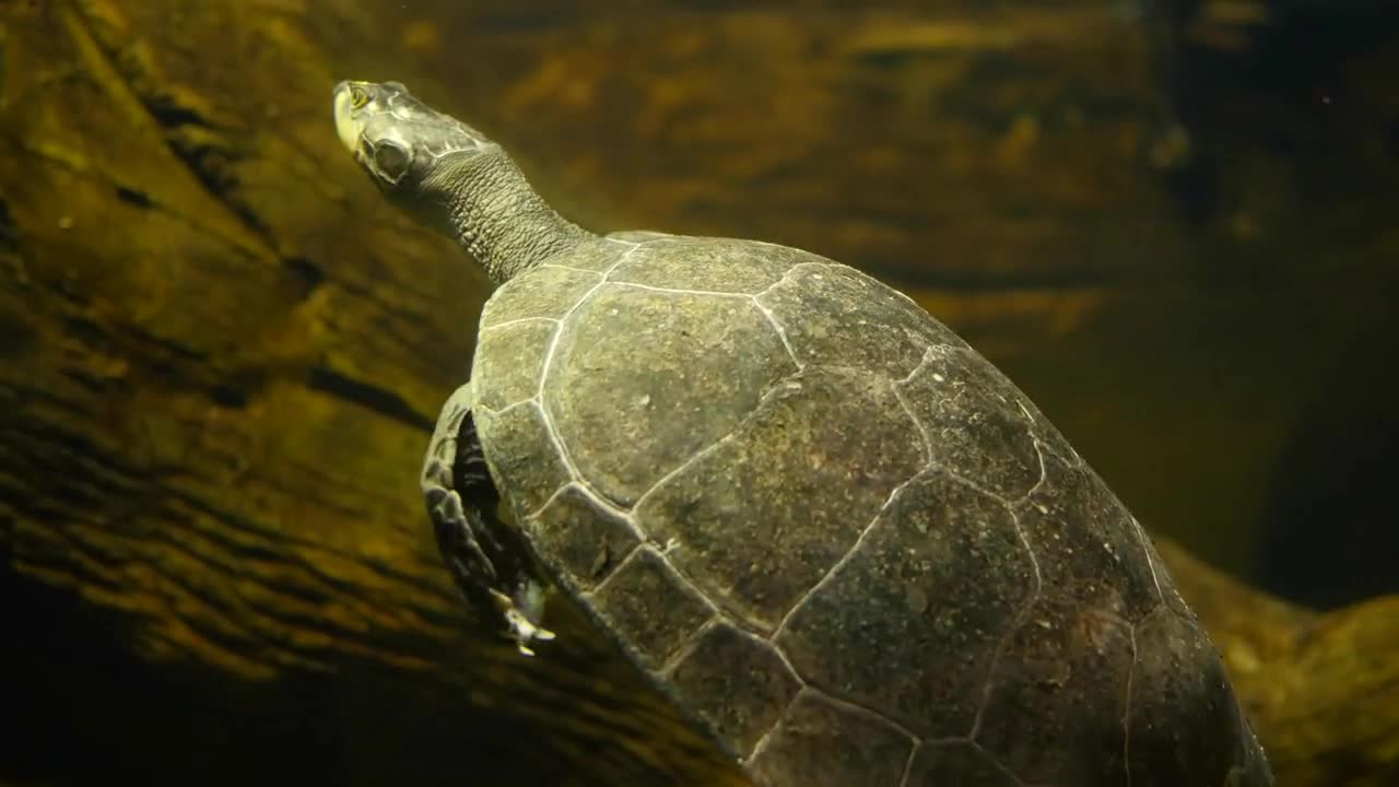 Large turtle swimming through water