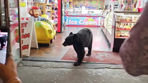 Black Bear Orders Sweets At Gatlinburg Shop