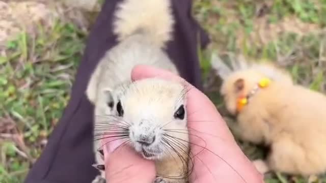 #pet #squirrel #foryou #cute