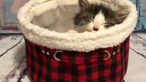 Funny and Cute Cats Videos #157 │ Gadis Sekarwangi