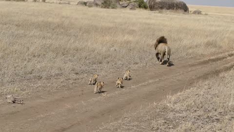 Lion with cub