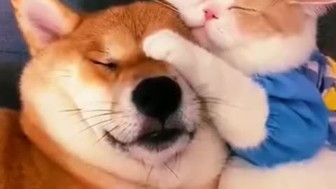 cat and dog video
