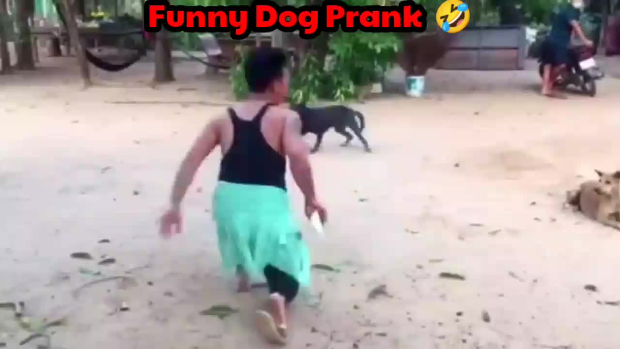 Funny dog prank