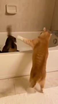 Cute cat fight