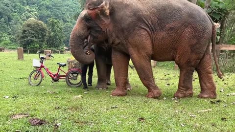 enjoys the most - being with her beloved elephants