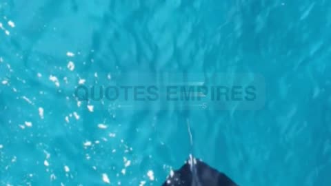 Mysteries of the Manta Ray:5 Astonishing Facts! #OceanFacts #UnderwaterWorld #WildlifeDocumentary.