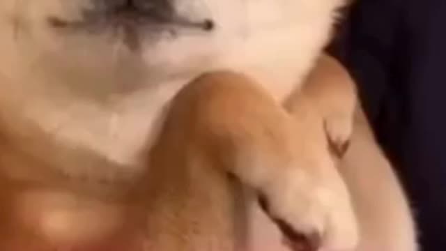 I Want Attention Please - Funny Dog's Life! Best Cute Shiba Video 2021 - Calm Your Mind