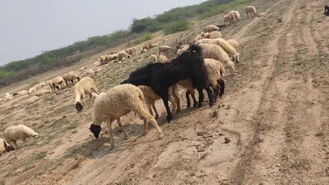 Sheep Vs Goat Bull Meeting | Animal meeting