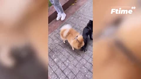 Best Funny Videos -- - People Being Idiots _ -- Try Not To Laugh - BY FunnyTime99 --️ _6