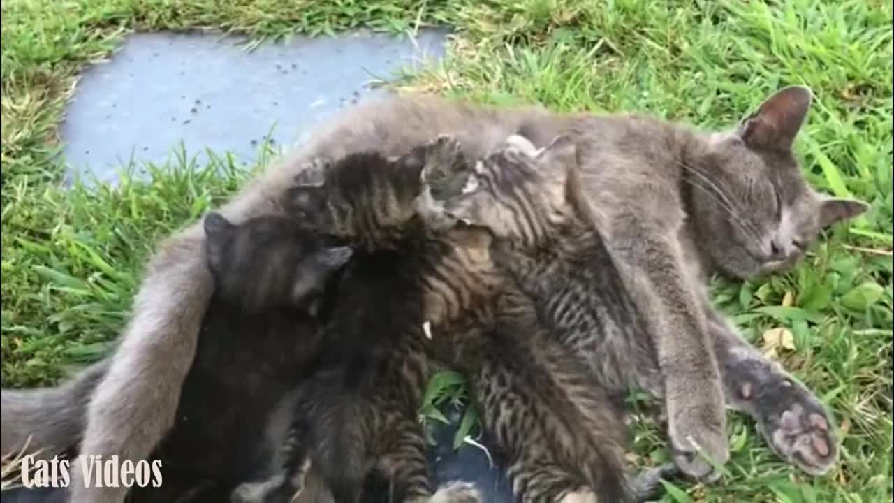 Breastfeeding Small Cats from The Mother