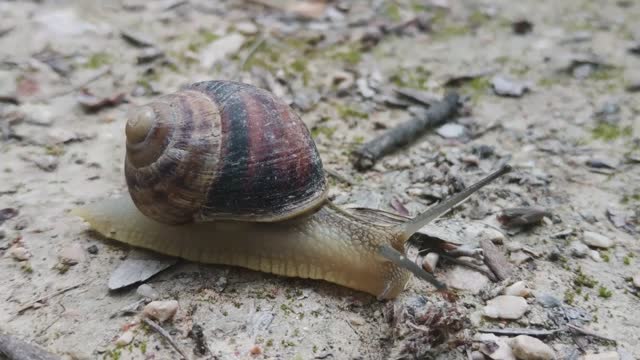 snail crawling on the road raeab