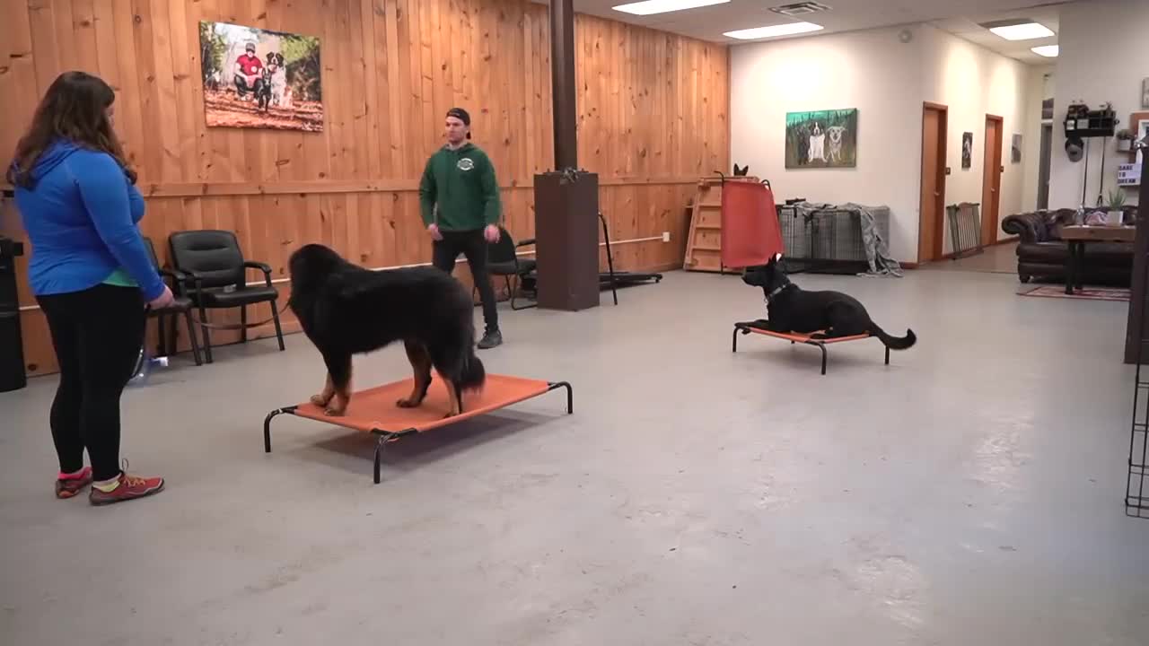 How to train dominant dog - Tibetan mastiff tries to attack!