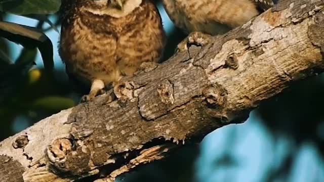 Beautiful birds taking care for each other! What an adorable moment 😌