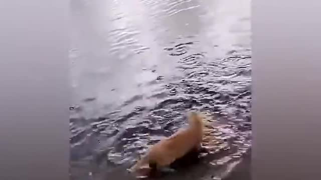 Cat Catch Fish - Funny Cat Video