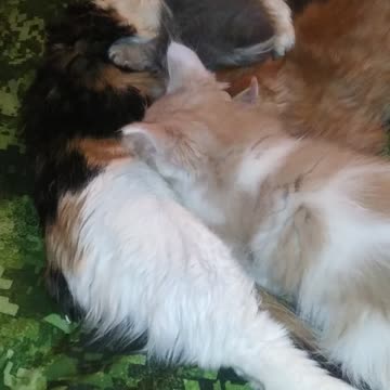 Mel feeding adorable kittens