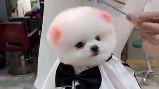 Lovely Baby Dog, Cute dog😹 Funny Animals